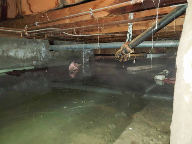 Best Water damage restoration company  in Holiday Heights, NJ