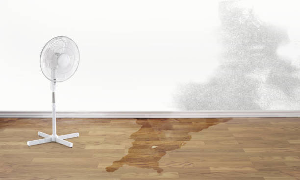 Best Mold removal after water damage  in Holiday Heights, NJ
