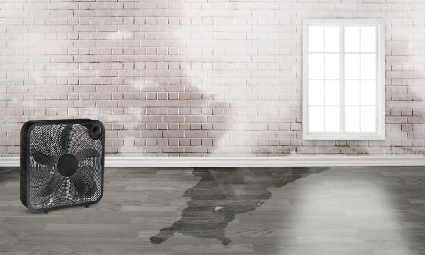 Best Local water damage restoration  in Holiday Heights, NJ